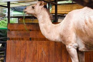 un' cammello quello è mangiare erba nel suo gabbia nel il mattina. foto