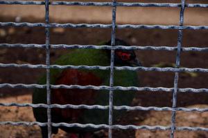 il selettivo messa a fuoco di il rosso occhio di il legna gallo cedrone uccello è nel suo gabbia. foto