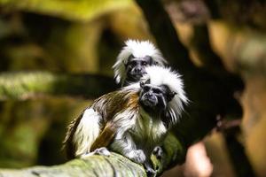 uistitì su il naturale sfondo foto