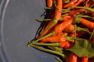 fresco rosso peperoncini quello agricoltori avere appena raccolto foto