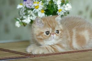 un' bellissimo rosso gattino di un esotico capelli corti razza bugie su il Marrone sfondo di il Casa foto