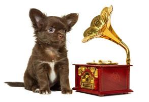 un' carino poco Marrone chihuahua cucciolo si siede Il prossimo per un' orologeria musica scatola, un' grammofono su un' bianca sfondo. foto