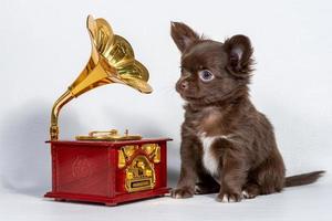 un' carino poco Marrone chihuahua cucciolo si siede Il prossimo per un' orologeria musica scatola, un' grammofono su un' bianca sfondo. foto
