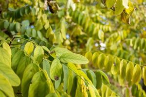 autunno ingiallimento acacia le foglie foto