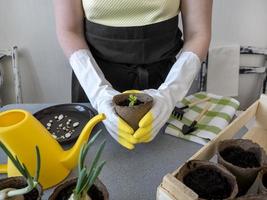 donna contadino impianti verdura semi nel piccolo fiore pentole con sua proprio mani. il concetto di biologico agricoltura, giardinaggio. foto