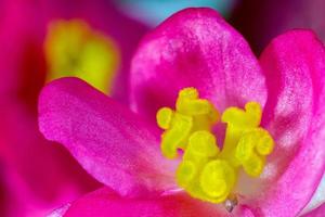 macro foto di un' rosa begonia fiore. il pistilli e stami siamo giallo. morbido messa a fuoco