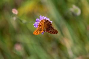 argento lavato fritillary foto