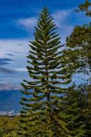 bellissimo montagna paesaggio città panorama foresta alberi natura costa rica. foto