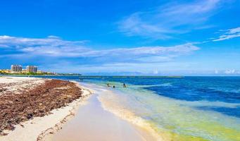 tropicale messicano spiaggia acqua alga marina sargazo playa del Carmen Messico. foto