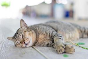 un' grigio divertente ubriaco gatto è addormentato dopo prendere un' radice di indiano foglia di rame erba gatta su il di legno pavimento. foto