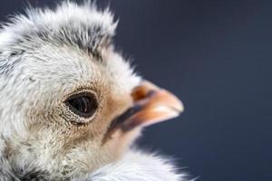 primo piano fotografia macro bambino bianco appenzeller pulcino su sfondo blu scuro. foto