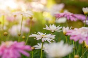 avvicinamento e Ritaglia colorato prateria fiori con sole e lente bagliore sfondo. foto