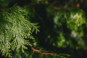 avvicinamento a verde thuja plicata aghi. ramo di occidentale rosso cedro foto