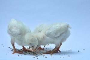 foto di alcuni pulcino o bambino pollo raccolta su bianca sfondo.
