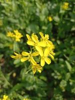 mostarda fiore immagini gratuito Scarica foto