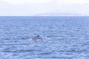 gobba balene nel vancouver foto