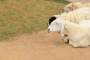 bianca e fulvo pecora siamo sollevato su contadino aziende agricole per taglio, vendere, e mostrare per mandriani come un ecoturismo nel il ai piedi e valli con leggermente caldo e freddo climi per ottenere Usato per il pecore. foto