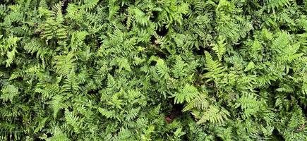 verde natura sfondo. buio verde fogliame fresco pianta, naturale verde le foglie bandiera foto