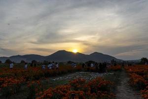 cempasuchil fiore campo nel un' soleggiato giorno con blu cielo e balle di fieno nel il sfondo. foto