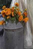 cempasuchil fiore nel un' metallo vaso Il prossimo per un' catrina nozze vestire, Calavera Messico foto