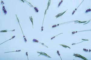 modello a partire dal lavanda fiori su colorato sfondo superiore Visualizza. primavera fiore sfondo foto