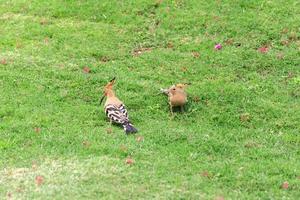 Due upupa uccello seduta su verde erba avvicinamento foto