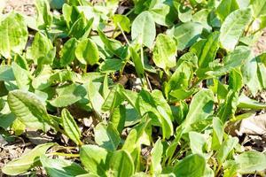 salutare biologico bambino spinaci in crescita nel il giardino foto