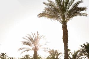 molti palma albero tramonto con effetto Vintage ▾ con copia spazio foto