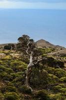 morto albero al di sopra di il scogliera foto