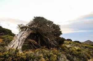 Visualizza di un' morto albero foto