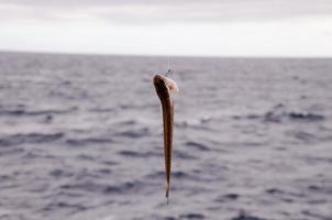 piccolo pesce catturato su il gancio foto