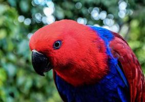 bellissimo uccello avvicinamento foto