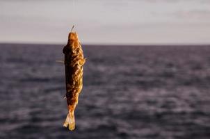 piccolo pesce catturato nel un' gancio foto