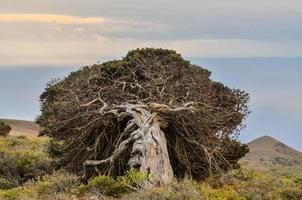 morto albero su il scogliera foto