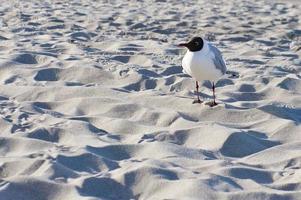 gabbiano su il spiaggia nel zingst. uccello passeggiate attraverso il sabbia su il riva del mare foto