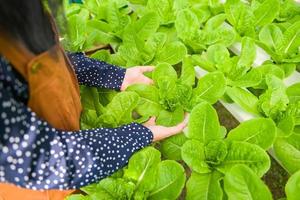 idroponica verdure raccolto a partire dal idroponica aziende agricole fresco verde cos insalata in crescita nel il giardino, donna raccolta idroponica impianti su acqua senza suolo agricoltura biologico Salute cibo natura foto