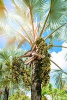 palma frutta su albero nel il giardino su luminosa giorno e blu cielo sfondo foto