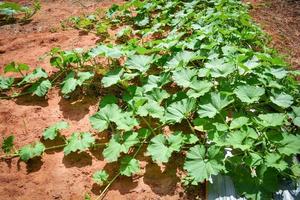 verde vite di zucca pianta albero in crescita su terra su biologico verdura giardino agricoltura azienda agricola foto