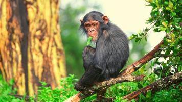 un' scimmia seduta su albero foto