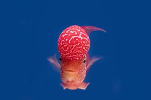 colore pesce su il blu sfondo, sfondo foto