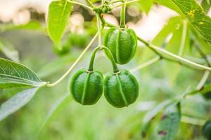 verde di manioca frutta su ramo pianta albero e foglia nel il manioca campo agricoltura piantagione foto