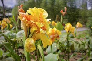 foto di il bellezza di canna giglio fiore nel un' fiore giardino nel il bedugul