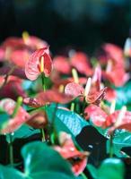 primo piano di fiori di anthurium foto