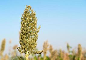 sorgo o miglio agente cielo blu foto