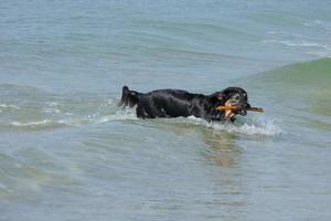 dai capelli neri cane giocando nel il mare acqua nel estate foto