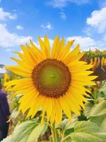 bellissimo girasole con un' naturale sfondo foto