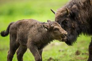 bisonte europeo (bison bonasus) foto