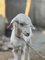 bianca e nero capra e capra bambino foto