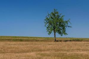 verde albero di blu cielo foto