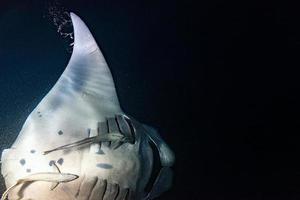 manta mangiare krill plancton a notte foto